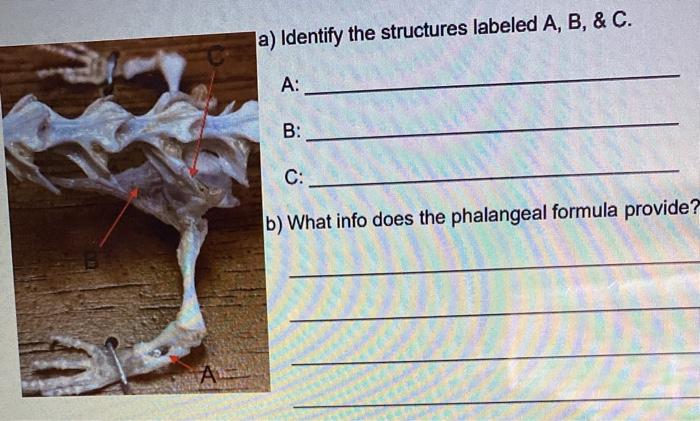 Solved A) Identify The Structures Labeled A, B, & C. A: B: | Chegg.com