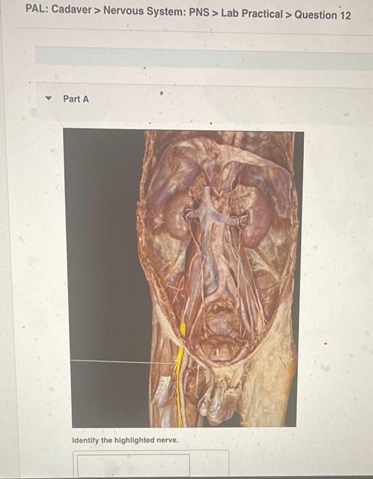 PAL: Cadaver > Nervous System: PNS > Lab Practical > Question 12
? Part A
Identify highlighted nerve.