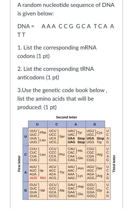 Solved A random nucleotide sequence of DNA is given below: | Chegg.com