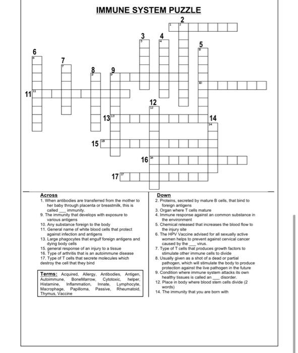 Solved IMMUNE SYSTEM PUZZLE Terms: adaptation, | Chegg.com