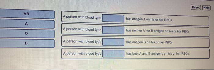 Solved Reset Help AB A person with blood type has antigen A | Chegg.com