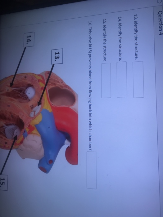 Solved Question 4 13 Identify The Structure 14 Identif Chegg Com Solved Question 4 13 Identify The Structure 14 Identif Chegg Com