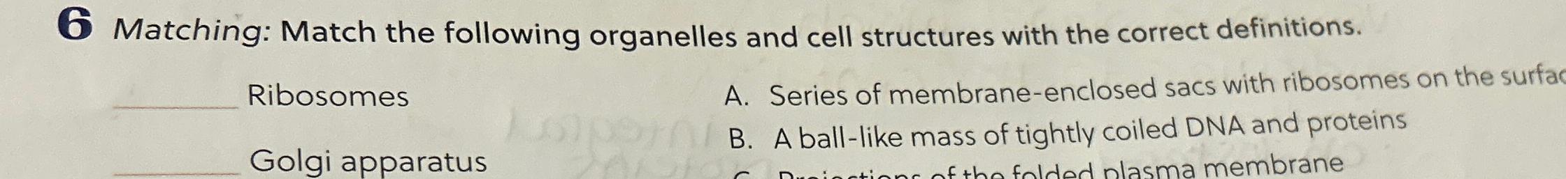 Solved 6 ﻿Matching: Match the following organelles and cell | Chegg.com