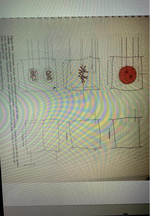 XXN Figure 108 Interphimito and cytolon footp | Chegg.com