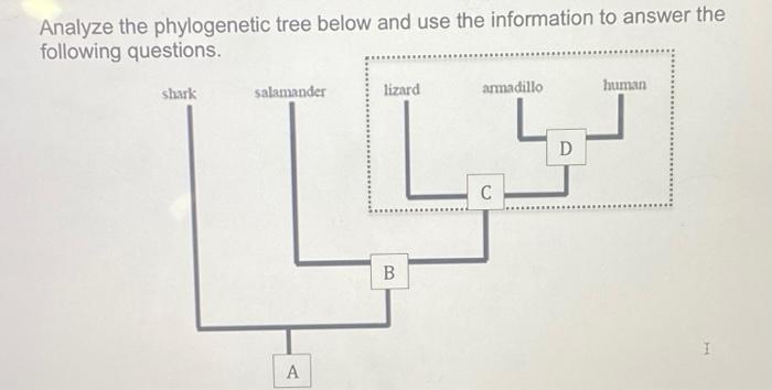 Solved Analyze the phylogenetic tree below and use the | Chegg.com