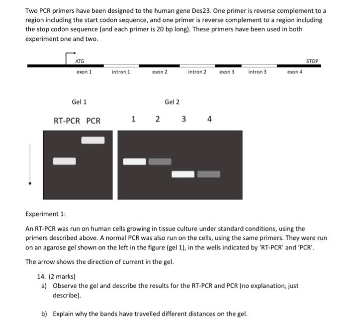 Solved Two PCR primers have been designed to the human gene