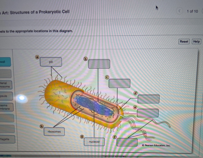Solved Art Structures Of A Prokaryotic Cell 1 Of 10 Els To Chegg Com