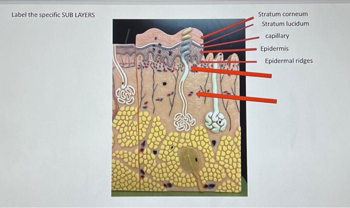 Solved Label the specific SUB LAYERS Identify the | Chegg.com