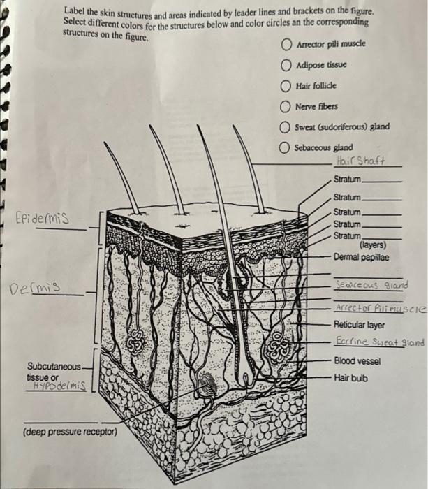 Solved Label the skin structures and areas indicated by | Chegg.com