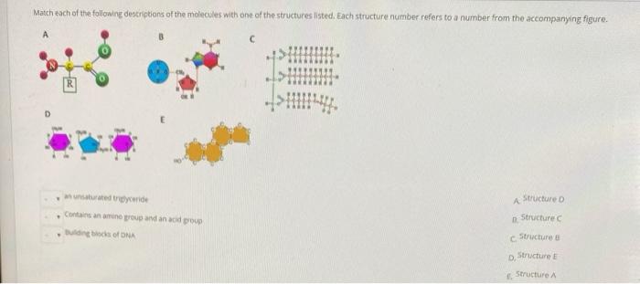 Solved Match each molecule on the left with one of the | Chegg.com