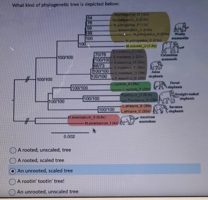 Solved In the phylogenetic tree depicted above, which of the | Chegg.com