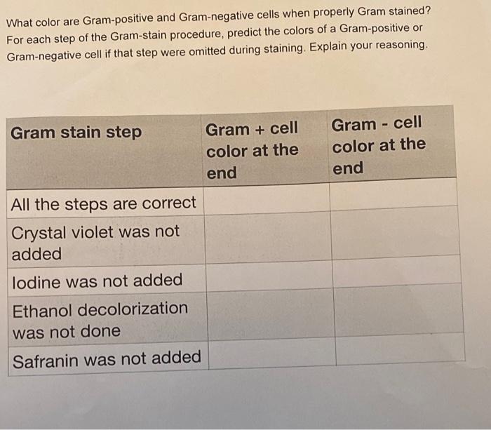 What color are Gram-positive and Gram-negative cells when properly Gram stained? For each step of the Gram-stain procedure, p