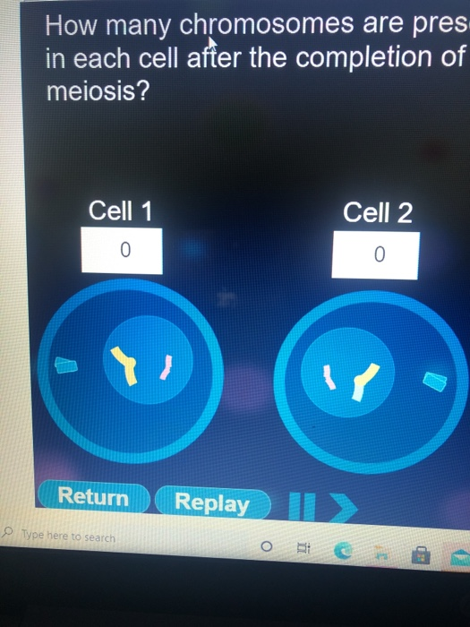 solved-how-many-chromosomes-are-present-in-each-cell-after-chegg