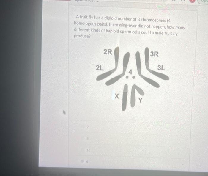 Solved A fruit fly has a diploid number of 8 chromosomes ( 4