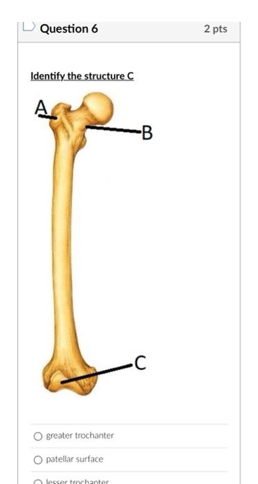 patellar surface