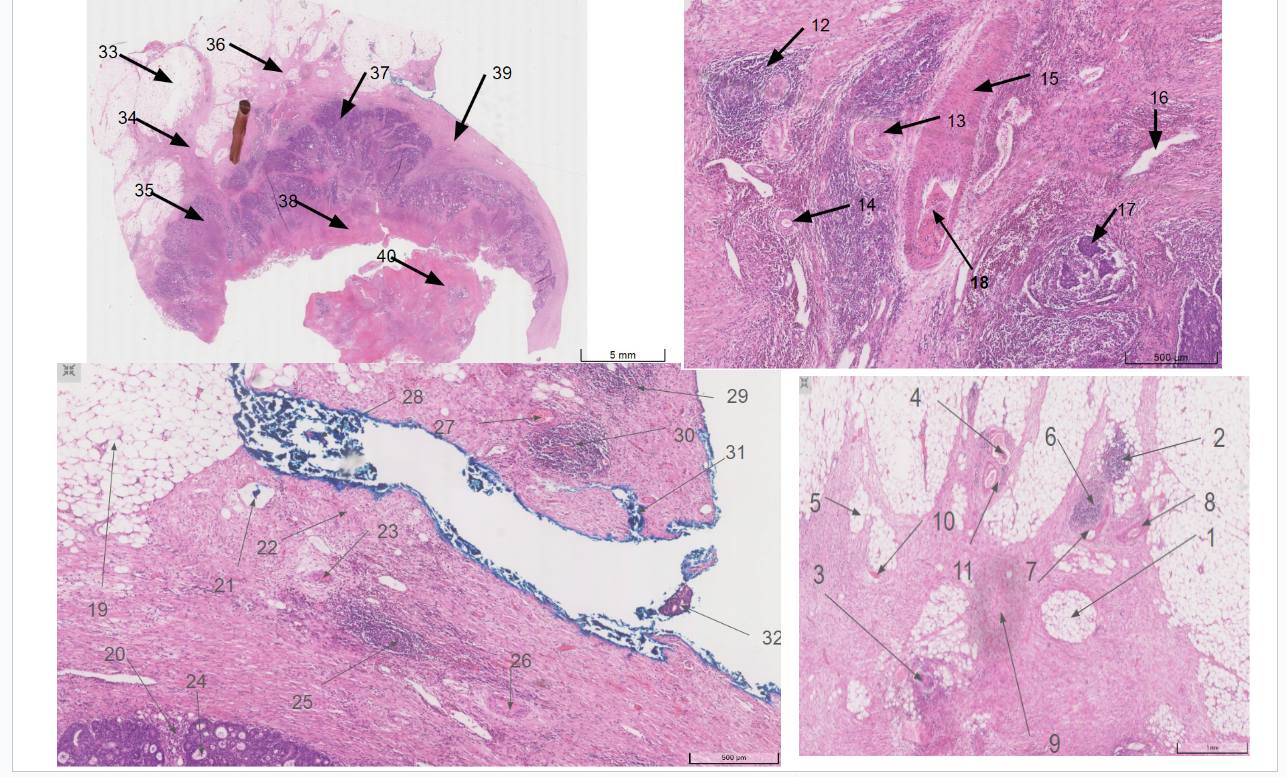 Solved Can you please label this image and describe | Chegg.com