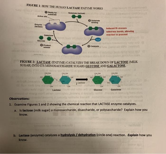 Solved FIGURE 1 HOW THE HUMAN LACTASE ENZYME WORKS Ready