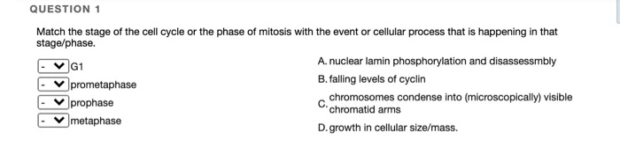 Solved QUESTION 1 Match the stage of the cell cycle or the | Chegg.com