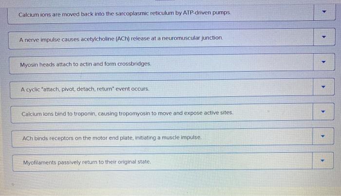 solved-place-the-events-involved-in-muscle-contraction-in-chegg