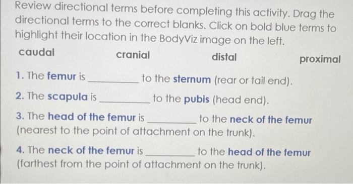 Review directional terms before completing this activity. Drag the directional terms to the correct blanks. Click on bold blu