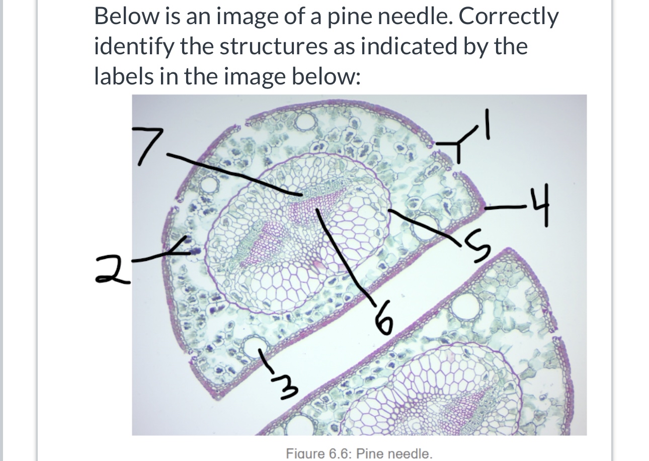 Solved Below is an image of a pine needle. Correctly | Chegg.com