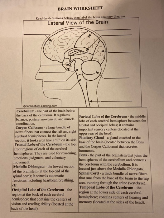 The Cerebral Cortex Worksheet Answers