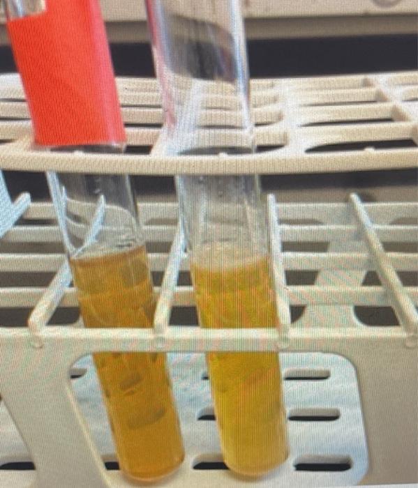 Solved picture 1: the left tube is uninoculated and the | Chegg.com