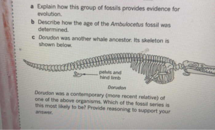 Solved 26 The fossil record has been an important source of 