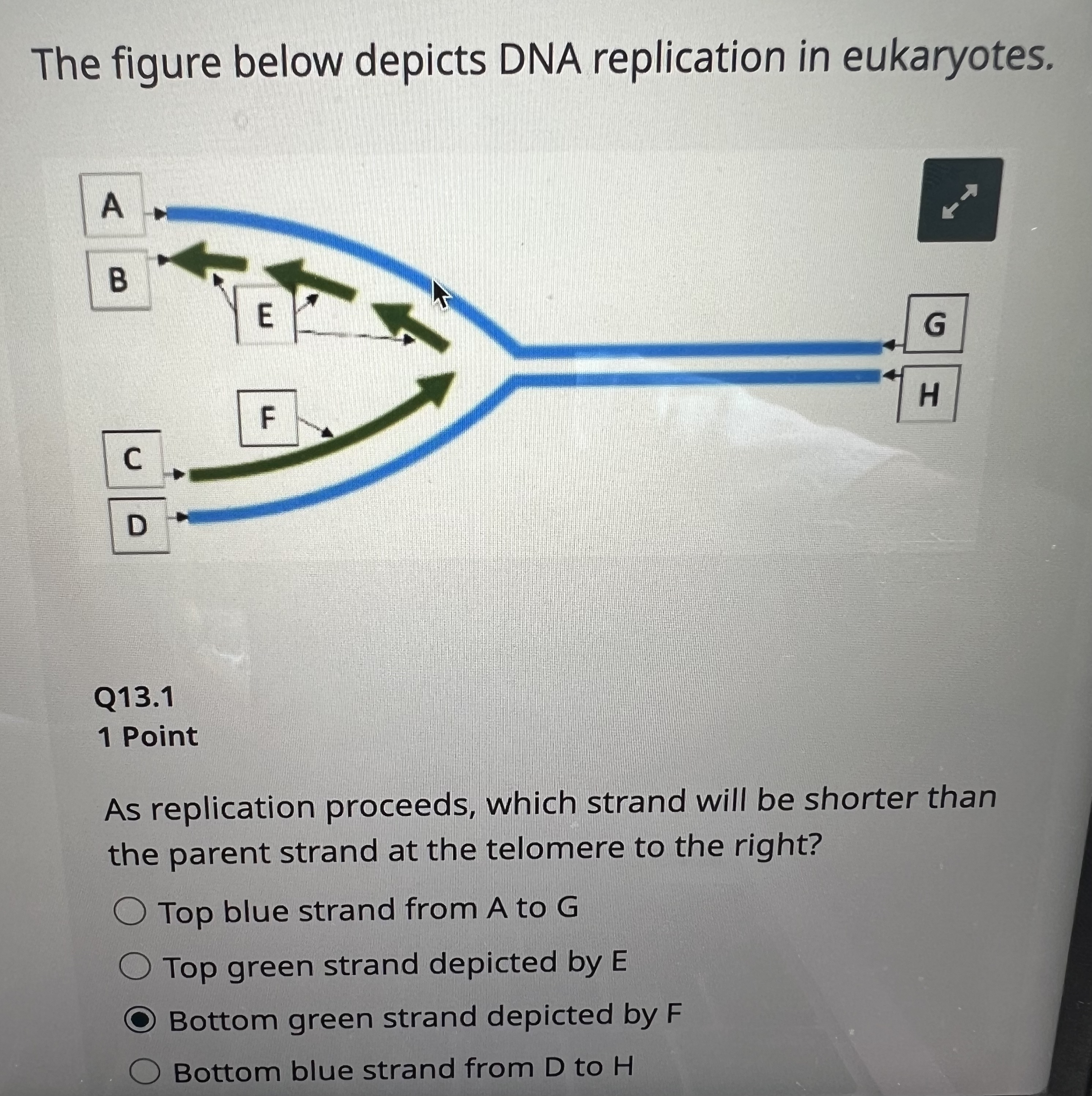 Solved The figure below depicts DNA replication in | Chegg.com