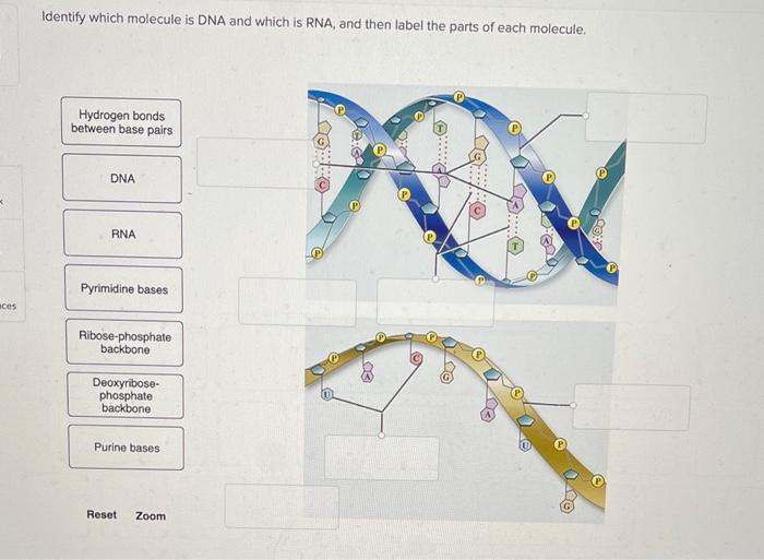 Identify which molecule is DNA and which is RNA, and then label the parts of each molecule.