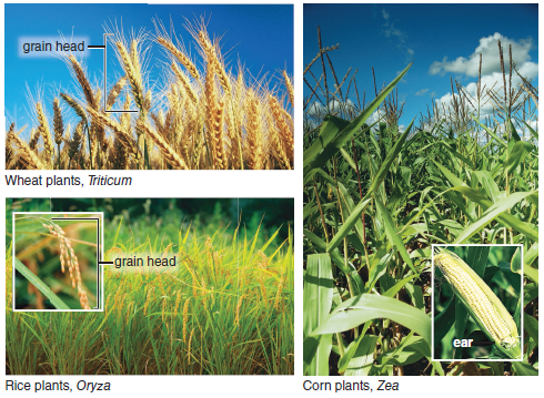 Solved: Plants and HumansHumans derive most of their nourishment f ...