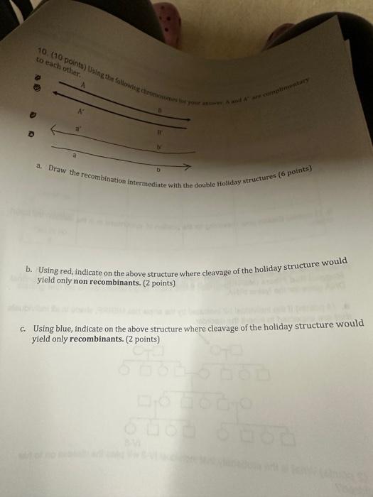 Solved Using The Following Chromosomes For Your Answer. A | Chegg.com