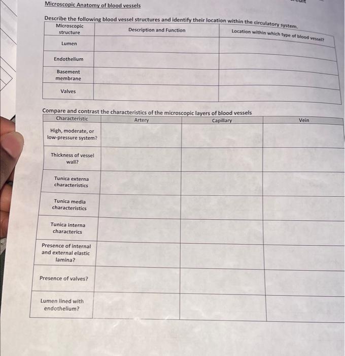 Solved Microscopic Anatomy of blood vessels Describe the | Chegg.com