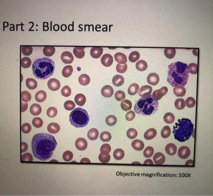 white blood cell parts