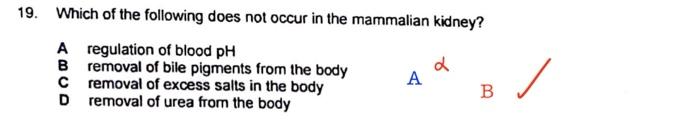 Solved 19. Which Of The Following Does Not Occur In The | Chegg.com