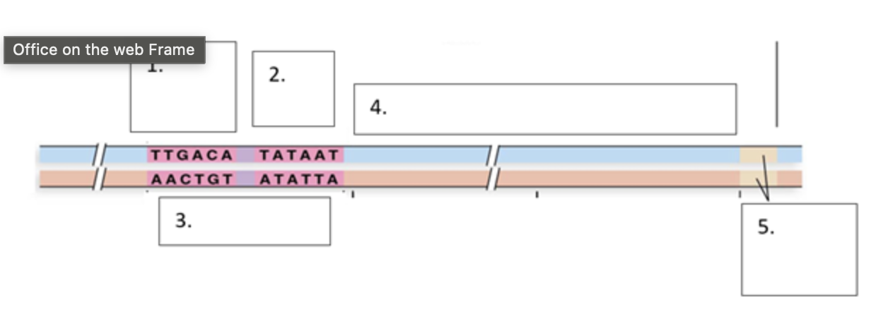 Solved Label the 3’ ﻿and 5’ ﻿ends of both DNA strands below | Chegg.com