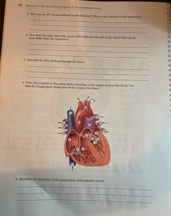 Solved 190 Exercise 15 The Cardinalar Systems I Heart and | Chegg.com