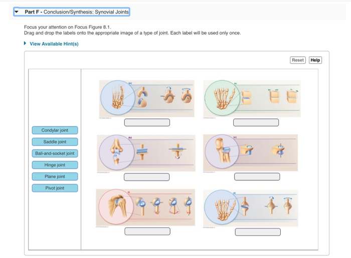 Drag The Labels To Identify Synovial Joints