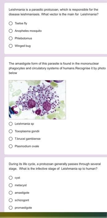 Solved The parasite attaches to the epithelium by a ventral | Chegg.com