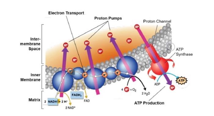 Solved Explain the fate of the protons in this process. | Chegg.com