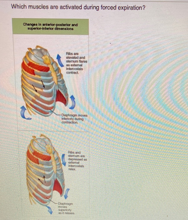 Solved Which Muscles Are Activated During Forced Expiration? | Chegg.com Solved Which Muscles Are Activated During Forced Expiration? | Chegg.com