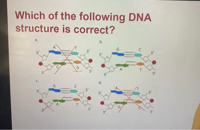 Solved Which of the following DNA structure is correct? a. | Chegg.com