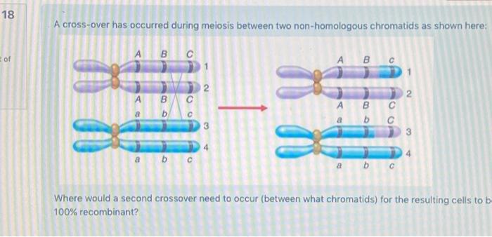 Solved A cross-over has occurred during meiosis between two Biology Diagrams