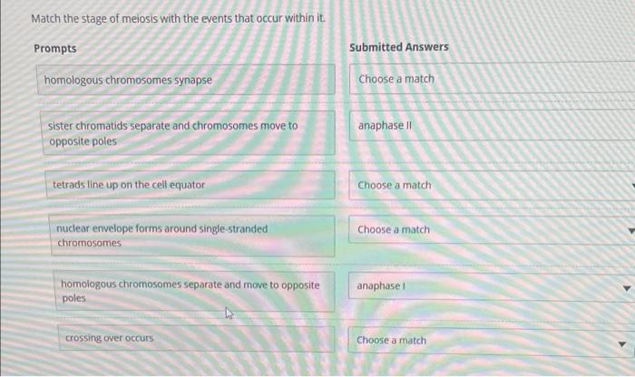 Solved Match the stage of meiosis with the events that occur | Chegg.com