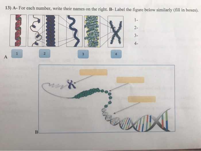 Solved 5) Label figure. model of cell membrane. с D The | Chegg.com
