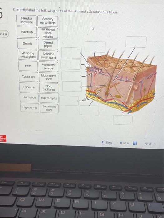 Solved Correctly label the following parts of the skin and | Chegg.com