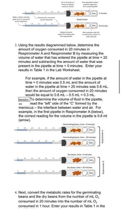 Solved Bio 101 Lab 5 Cellular Respiration Table 1 Calculate