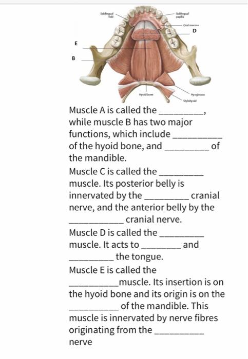 Solved Muscle A Is Called The While Muscle B Has Two Major | Chegg.com