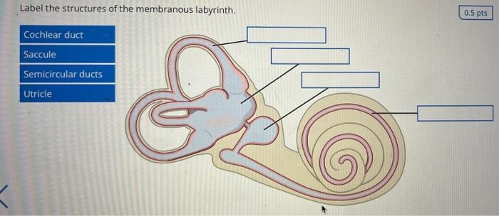 Label the structures of the membranous labyrinth. Cochlear duct Saccule Semicircular ducts Utricle 0.5 pts