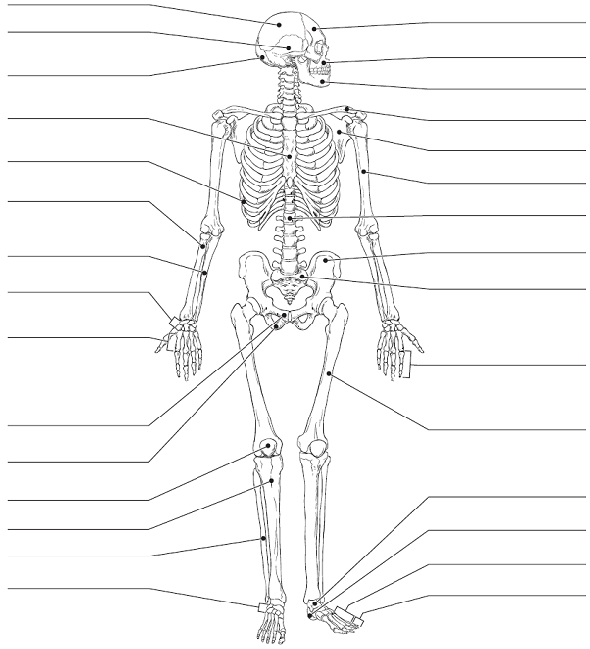 Solved: Identify all indicated bones (or groups of bones) in th ...